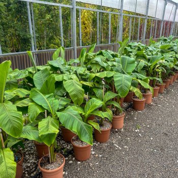 Musa Basjoo (Banánovník japonský) - kont. C12L, výška 120-140 cm